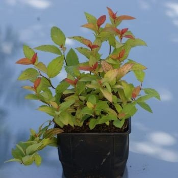 Tawuła japońska Goldflame Spiraea japonica 9-1l