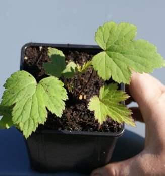 Zawilec Japoński Margarete Anemone Hupehensis 9