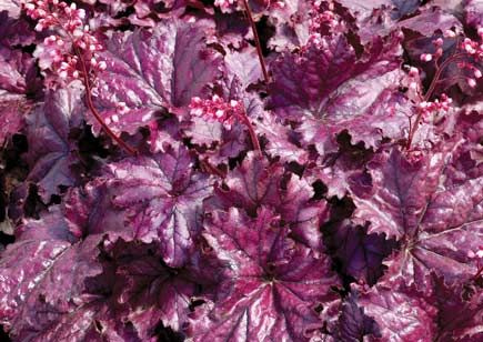 Żurawka Forever Purple Heuchera
