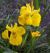 Irys żółty Variegata Iris Pseudacorus 1l