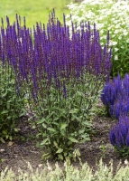 Szałwia omszona Caradonna Salvia nemorosa