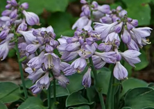 Funkia Sun Mouse Hosta 1l 