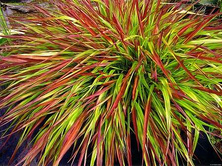 Hakonechloa smukła Mulled Wine Hakonechloa macra 9