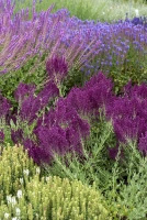 Szałwia omszona Schwellenburg Salvia nemorosa 