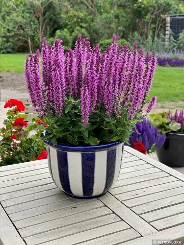 Szałwia omszona Rianne Pink Salvia nemorosa