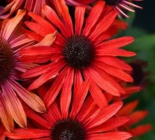 Jeżówka Fountain Red Echinacea 9