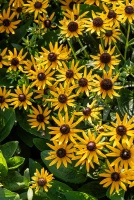 Rudbekia Błyskotliwa Sun Ka Ching Rudbeckia Fulgida