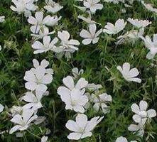 Bodziszek czerwony Album Geranium sanguineum