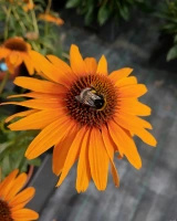 Jeżówka Honey Skipper Echinacea 9