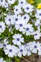 Floks Szydlasty Bavaria Phlox subulata 9