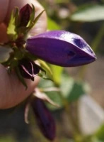 Dzwonek kopkowany Kent Belle Campanula punctata 9