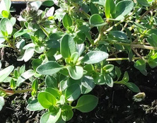 Macierzanka piaskowa Thymus Serphyllum