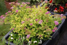 Tawuła japońska Golden Princess Spiraea japonica 1l