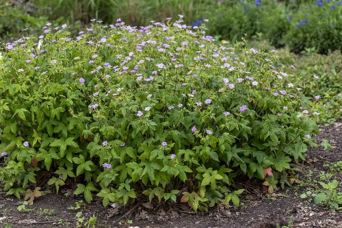 Bodziszek kolankowy Geranium nodosum
