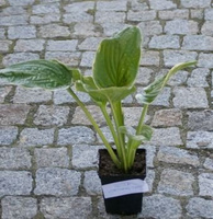 Funkia Christmas Tree Hosta 1l  