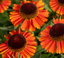 Dzielżan jesienny Short And Sassy Helenium autumnale