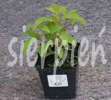 Hortensja drzewkowata Hayes Starburst Hydrangea arborescens 1l