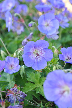 Bodziszek Rozanne Geranium hybrids