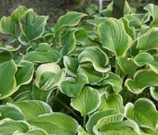 Funkia Fragrant Dream Hosta 1l