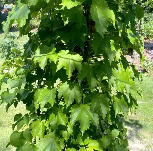Winobluszcz trójklapowy Parthenocissus tricuspidata 1l