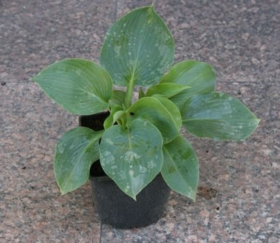 Funkia Empress Wu Hosta 1,5-3l