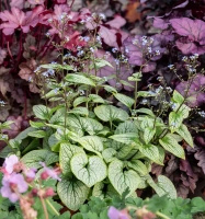 Brunnera wielkolistna Little Heart Brunnera Macrophylla