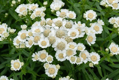 Krwawnik kichawiec Nana Compacta Achillea ptarmica