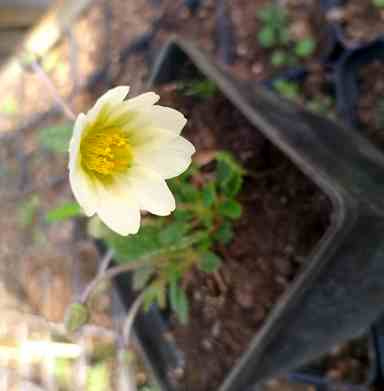 Dębik Sundermanna Dryas Suendermannii 1l