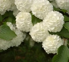 Kalina japońska Popcorn Viburnum plicatum 1ll