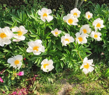 Piwonia Krinkled White Peonia (Paeonia) 2-3l