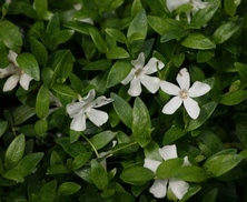Barwinek pospolity Alba Vinca minor