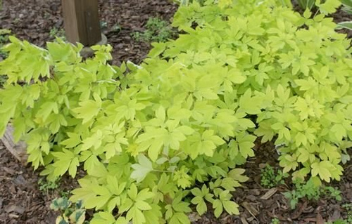 Serduszka okazała Gold Heart Dicentra Spectabilis 9-1l