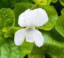 Fiołek motylkowaty Albiflora Viola sororia 9