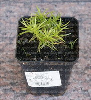 Floks Szydlasty White Delight Phlox subulata