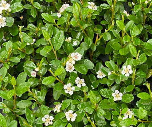 Irga dammera  Coral Beauty Cotoneaster Radicans Dammerii 9-1l