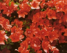 Azalia japońska Geisha Orange Azalea japonicum 11