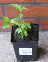 Hortensja bukietowa Queen Mini Bella Hydrangea paniculata 1l