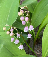 Konwalia majowa Rosea Convallaria majalis