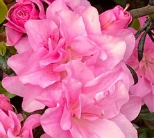 Azalia japońska Rokoko  Azalea japonicum 11