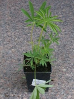 Łubin Manhattan Lights Lupinus hybrida