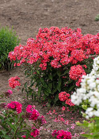 Floks, Płomyk Spitfire Phlox Paniculata 1l