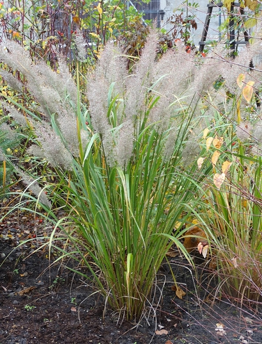 Trzcinnik krótkowłosy Calamagrostis brachytricha 1l