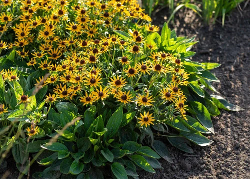 Rudbekia Błyskotliwa Sun Ka Ching Rudbeckia Fulgida