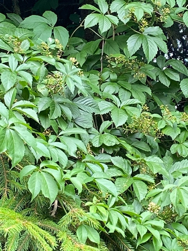 Winobluszcz pięciolistkowy Parthenocissus quinquefolia 9