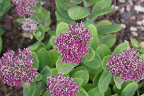 Rozchodnik Hot Stuff Sedum