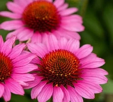 Jeżówka SunMagic Vintage Pink Echinacea 