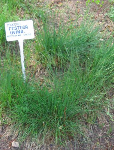 Kostrzewa owcza - Festuca Ovina