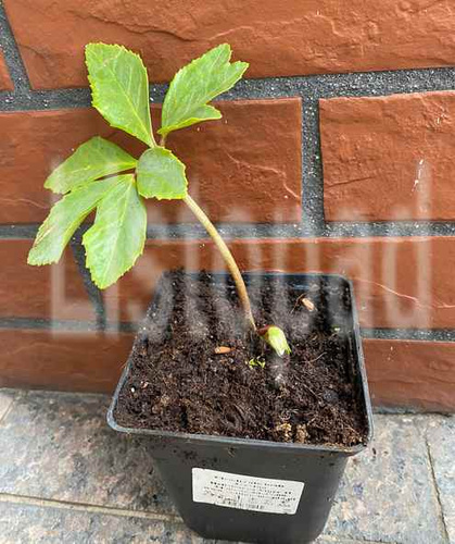 Ciemiernik biały Martha Helleborus Niger 