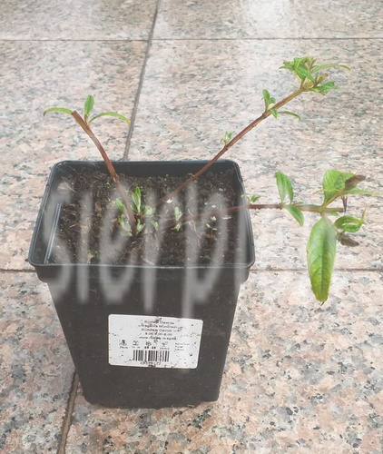 Budleja Dawida Magenta Munchkin Buddleja Davidii