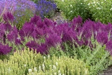 Szałwia omszona Schwellenburg Salvia nemorosa 